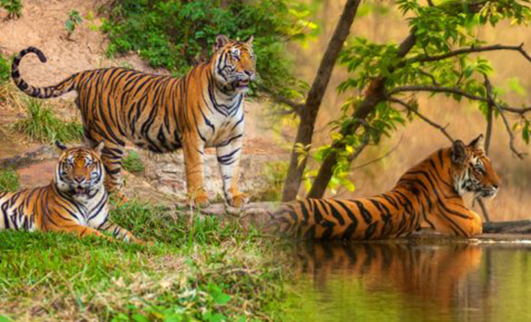 adventure wildlife tours packages in india