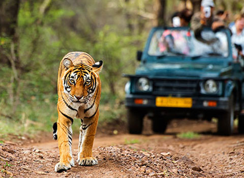 wildlife tours in india